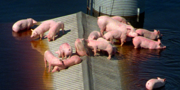 pigs-on-roof2